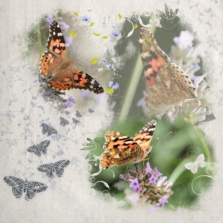 Exemple album papillons 2